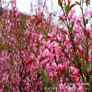 山东泰安樱花树苗,泰安5公分樱花树苗批发