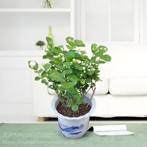 武汉大型绿植基地供应小型茉莉花盆栽,带花朵的植物茉莉花盆栽,武汉送货上门