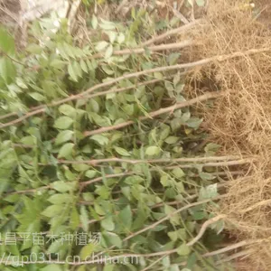 哪有卖花椒苗的河北花椒苗供应自产花椒苗批发河北花椒苗基地