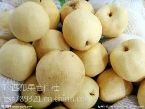 陕西库存红香酥梨价格,砀山酥梨产地批发行情
