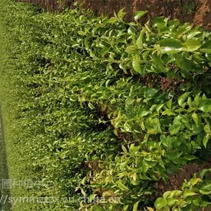 梨树苗基地 山东优质梨树苗 梨树苗批发商