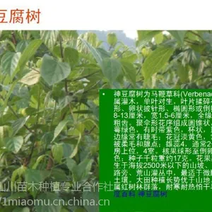 供应豆腐树苗、食用豆腐树叶、斑鸠树苗