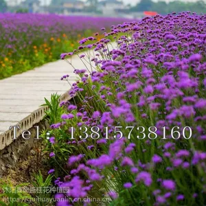 �������ͺ������ļ������׻����⻨��������Ҷ���޲�����Ұ�����