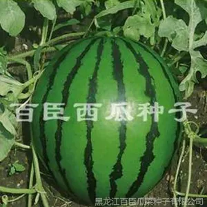 不整枝西瓜种子