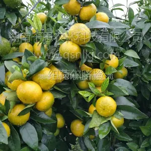千思农林基地直供适合重庆栽培的美国纽荷尔脐橙苗高30-70公分