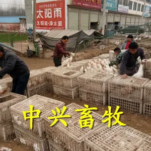 加高装鹅筐 卖鹅笼子 成鸡周转筐 塑料笼***格