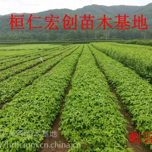 本溪刺五加苗基地
