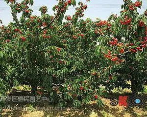 山东青岛樱桃当年小苗 原生苗 嫁接苗***格 0.5-8公分