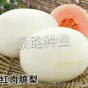 黑龙江早熟甜瓜种子价格