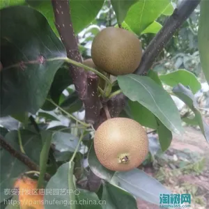 山东泰安梨树品种基地，秋月梨价格，柱状梨***格