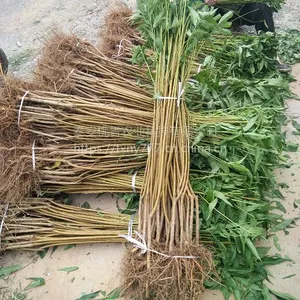 映霜红桃树苗，山东映霜红桃树苗价格