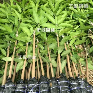 美兰桂七芒果苗批发 可地栽盘栽南方种植 芒果树苗批发 18897887588