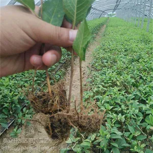 山东青岛吉塞拉6号樱桃砧木树苗 兰丁2号砧木苗***格
