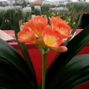 �칫��������,ˮ���������������˫�