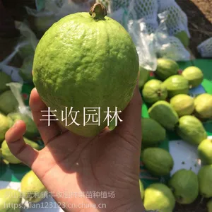 金平 西瓜芭乐苗批发各类番石榴苗 景洪供应番石榴苗15777793411