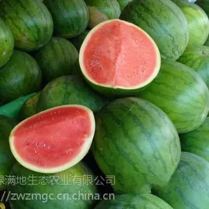 无籽西瓜繁殖技术的革命植物非试管高效快繁技术快繁无籽西瓜