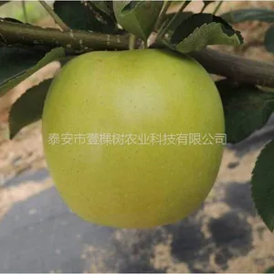 富金苹果树苗 富金苹果苗基地