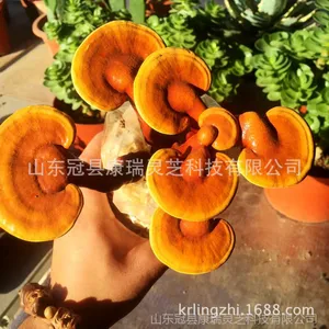 山东灵芝批发小型灵芝盆栽 灵芝花 出芝灵芝菌棒 赤灵芝 灵芝种植 冠县灵芝