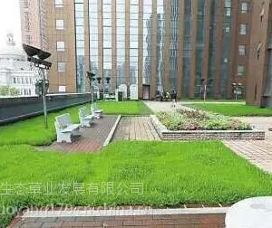 长沙屋顶草价格,佛甲草价格多少钱一斤?
