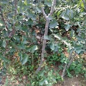 山楂苗，山东山楂苗价格