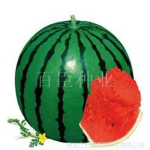 双膜西瓜栽培技术