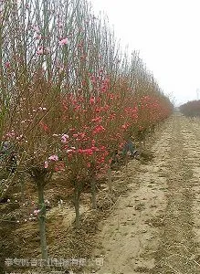 5公分龙柱碧桃，山东5公分龙柱碧桃***