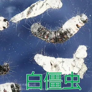 微生物农药杀虫剂真菌球孢白僵菌 蛴螬金针虫地老虎蝼蛄地下害虫