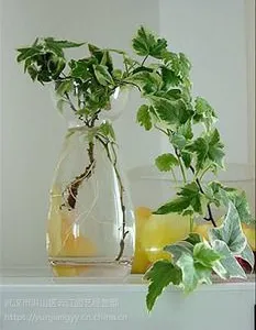 武汉冬天适用绿植常青藤盆栽,吸甲醛的常春藤盆景,可室外种植,武汉送货上门