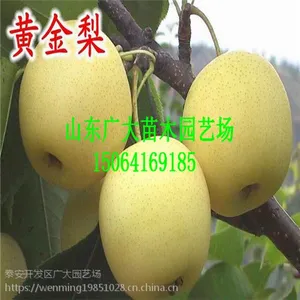梨树苗栽植管理解答 梨苗品种介绍 梨树苗批发 一公分梨苗价格多少钱一棵
