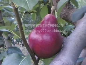����˹�����磬1���ֿ���˹������۸�