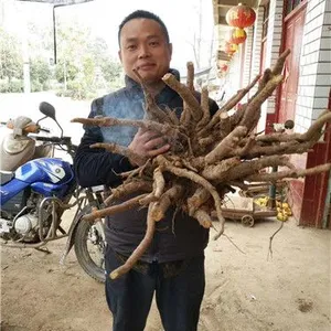 白芍芽子白芍种苗种植前景