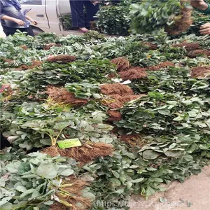 适合广东气温种植的草莓苗品种 广东草莓苗培育基地