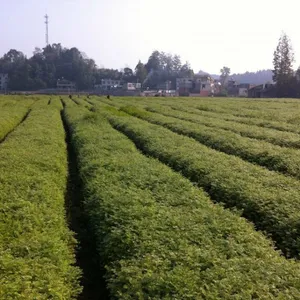 利川市山川苗木种植专业合作社