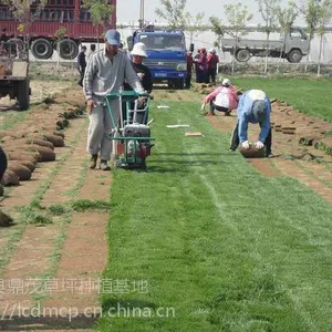 河北高羊茅草坪基地