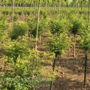 保定大汉绿洲常年供应国槐