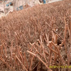 ����ָ������