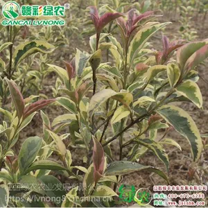 2017��ŷ�޲�ҶŮ�� 3����7���� �ļ�����԰�ֹ�����