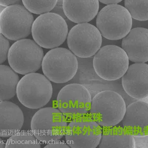 StrepTactin磁珠用于纯化Strep tag II标签蛋白