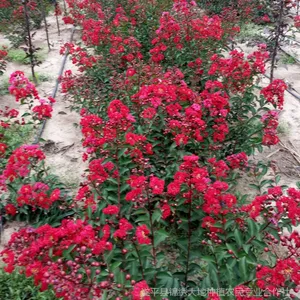 供应红火箭紫薇 红花紫薇 红火球紫薇 紫薇新品种 花色最红紫薇