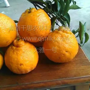 果实外观形似春见高糖杂柑 大雅一号柑橘苗千思农林直供
