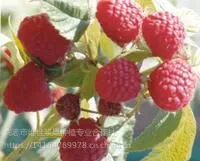 出售奶油草莓苗,草莓苗供应基地出售四季草莓苗、红颜草莓苗、树莓苗、黑加仑苗、灯笼果苗、蓝靛果种苗