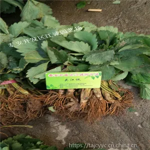 2019���������ݮ��۸� �������ݮ�����Ǯһ��