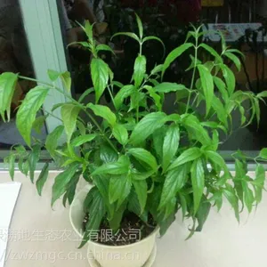 延续生命的救命草-忧遁草