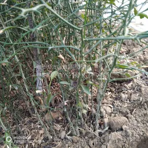 50公分高枳壳树苗哪里有 嫁接柑橘用的砧木 山东枳壳树苗种植基地
