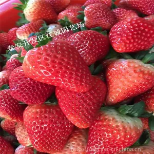 适合露地种植的红颜草莓苗多少钱一棵