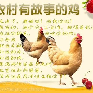 农家土鸡 散养土鸡 月子鸡