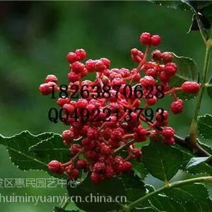 山东潍坊花椒当年小苗二年苗***格 0.2-0.8公分