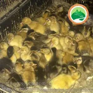 广西黄麻鸭苗 柳州麻鸭 杂交鸭苗批发就上柳州得凤家禽包技术