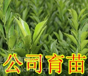 �н���ɰ���ٹ��������������