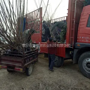 Ҽ�������Ի��ع�����ľ3���ּ޽�ӣ����޽�Ʒ��ӣ�������������